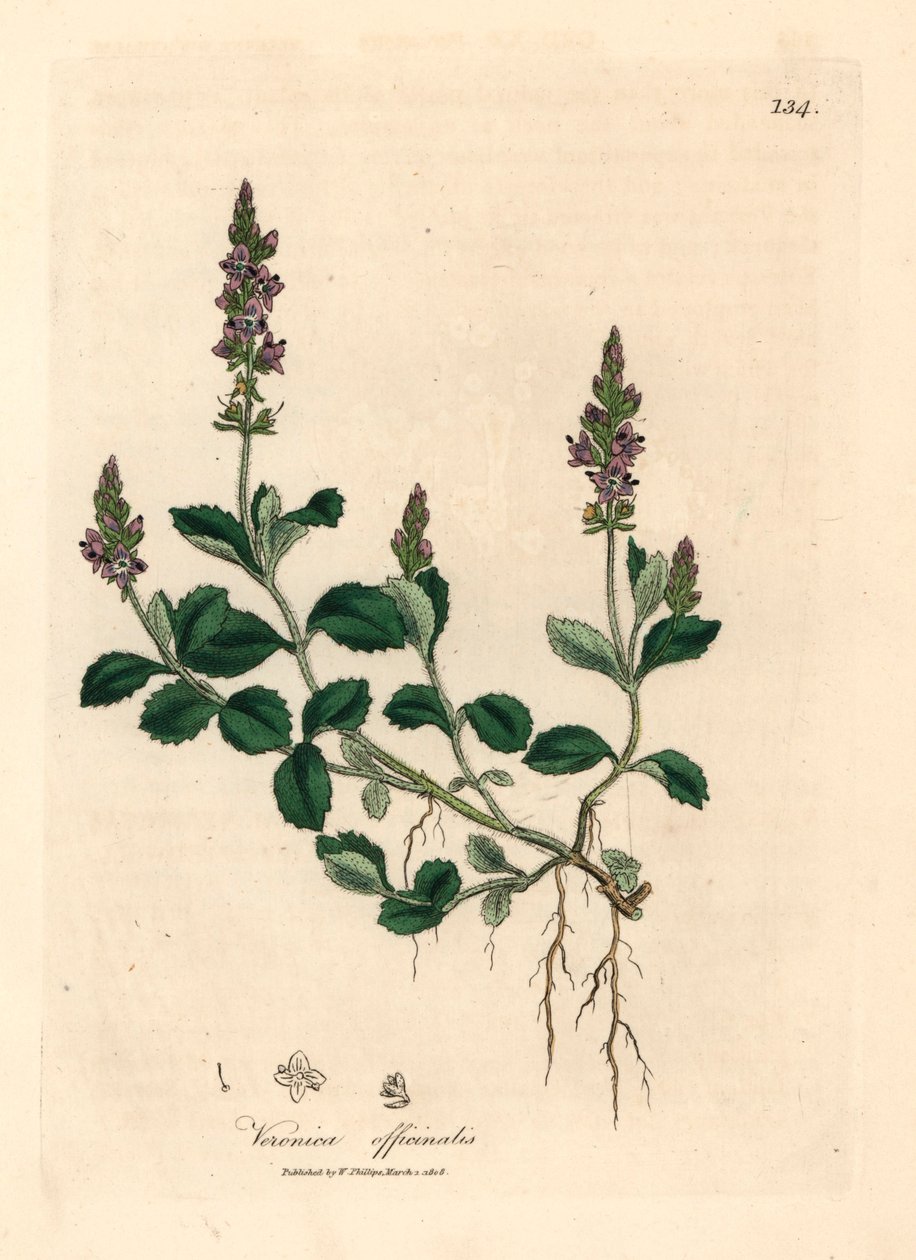 Violetti kukkainen veronika, Veronica officinalis, James Sowerbyn kasvitieteellisestä kuvituksesta William Woodvillesta ja Sir William Jackson Hookerin "Medical Botany" 1832 (käsinvärinen kuparikaiverrus) tekijältä James (after) Sowerby