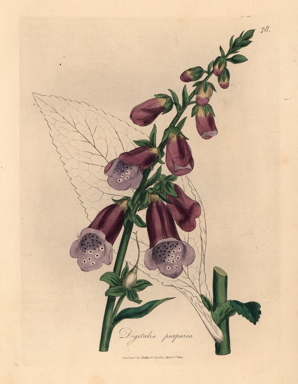 Violetti kettukäsine, Digitalis purpurea, James Sowerbyn kasvitieteellisestä kuvituksesta William Woodvillesta ja Sir William Jackson Hookerin "Medical Botany" 1832 (käsinvärinen kuparikaiverrus) tekijältä James (after) Sowerby