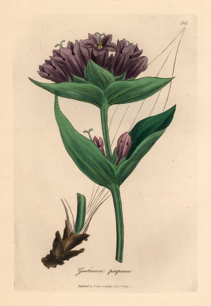 Violetti gentian, Gentiana purpurea, James Sowerbyn kasvitieteellisestä kuvituksesta William Woodvillesta ja Sir William Jackson Hookerin "Medical Botany" 1832 (käsinvärinen kuparikaiverrus) tekijältä James (after) Sowerby