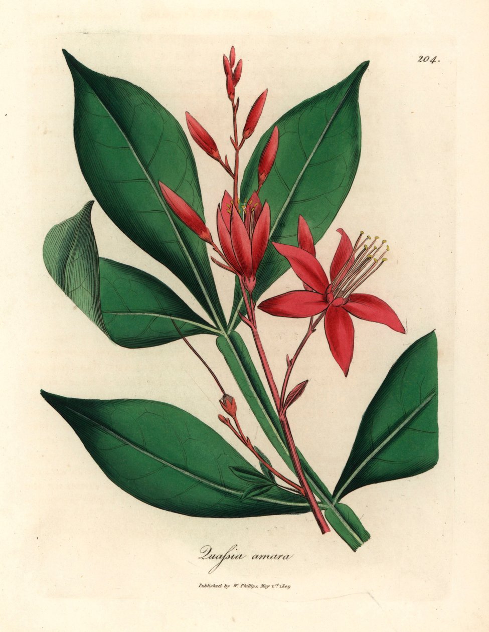 Punakukkainen katkera kvassia, Quassia amara, James Sowerbyn kasvitieteellisestä kuvituksesta William Woodvillestä ja Sir William Jackson Hookerin "Medical Botany" 1832 (käsinvärinen kuparikaiverrus) tekijältä James (after) Sowerby