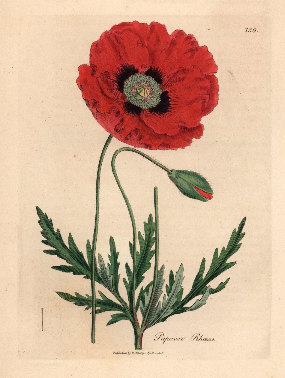 Punainen tai maissi unikko, Papaver rhoeas, James Sowerbyn kasvitieteellisestä kuvituksesta William Woodvillestä ja Sir William Jackson Hookerin "Medical Botany" 1832 (käsinvärinen kuparikaiverrus) tekijältä James (after) Sowerby