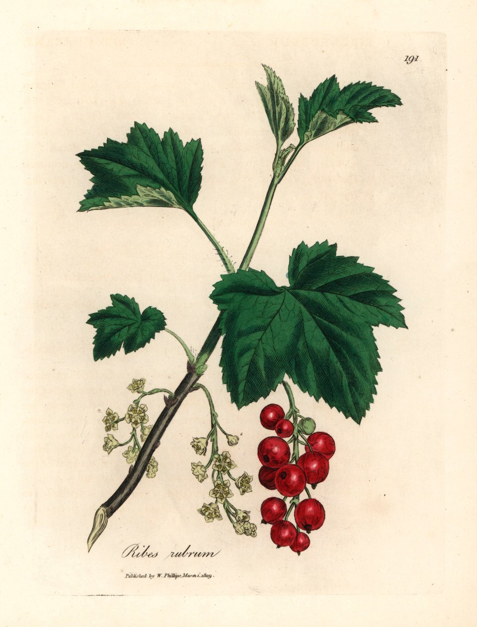 Punaherukkapuu, Ribes rubrum, James Sowerbyn kasvitieteellisestä kuvituksesta William Woodvillestä ja Sir William Jackson Hookerin "Medical Botany" 1832 (käsinvärinen kuparikaiverrus) tekijältä James (after) Sowerby