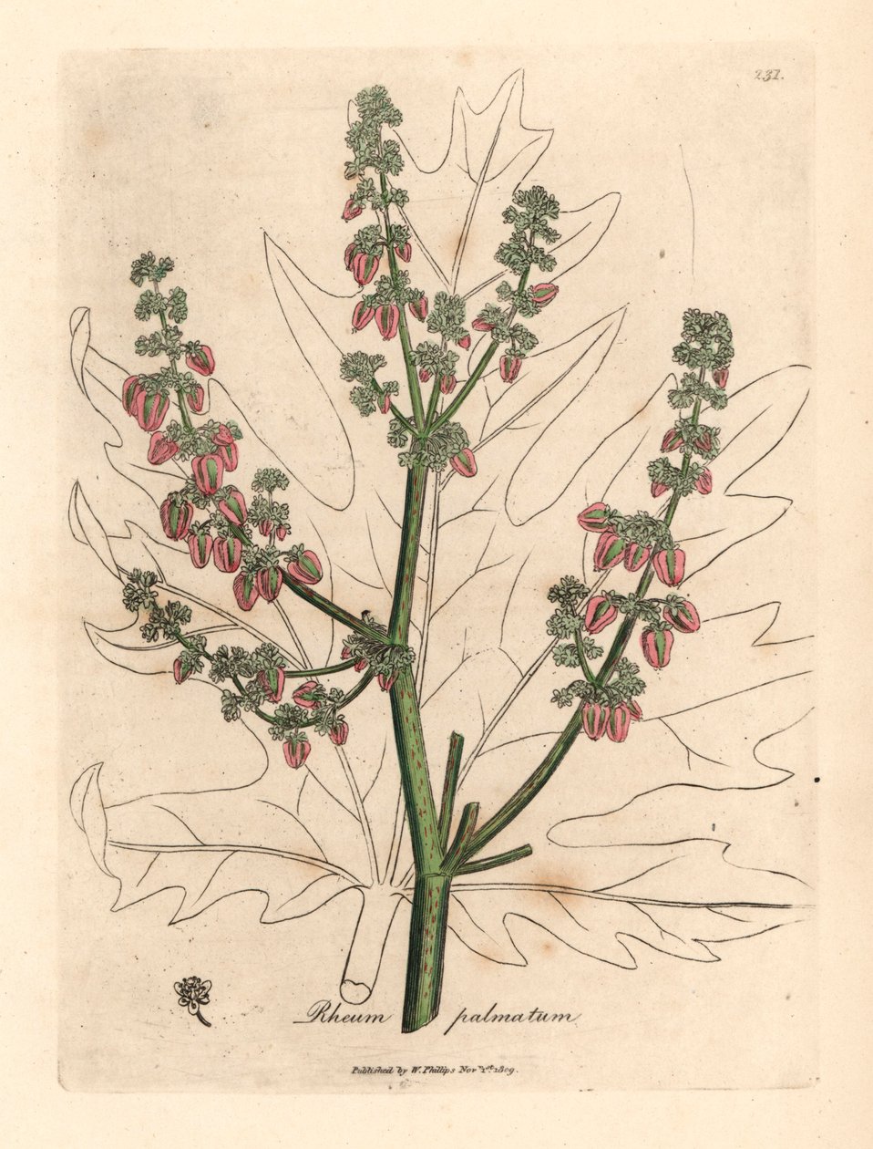 Rubarberin kukkia ja varsi, lehtien ääriviivat, Rheum palmatum, James Sowerbyn kasvitieteellisestä kuvituksesta William Woodvillesta ja Sir William Jackson Hookerin "Medical Botany" 1832 (käsinvärinen kuparikaiverrus) tekijältä James (after) Sowerby