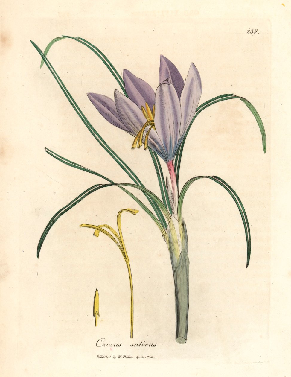 Sahramikrookus, Crocus sativus, James Sowerbyn kasvitieteellisestä kuvituksesta William Woodvillesta ja Sir William Jackson Hookerin teoksesta "Medical Botany" 1832 (käsinvärinen kuparilevykaiverrus) tekijältä James (after) Sowerby