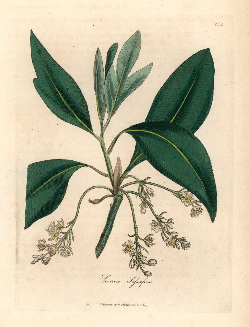 Sassafras-puu, Laurus sassafras, James Sowerbyn kasvitieteellisestä kuvituksesta William Woodvillestä ja Sir William Jackson Hookerin "Medical Botany" 1832 (käsinvärinen kuparikaiverrus) tekijältä James (after) Sowerby