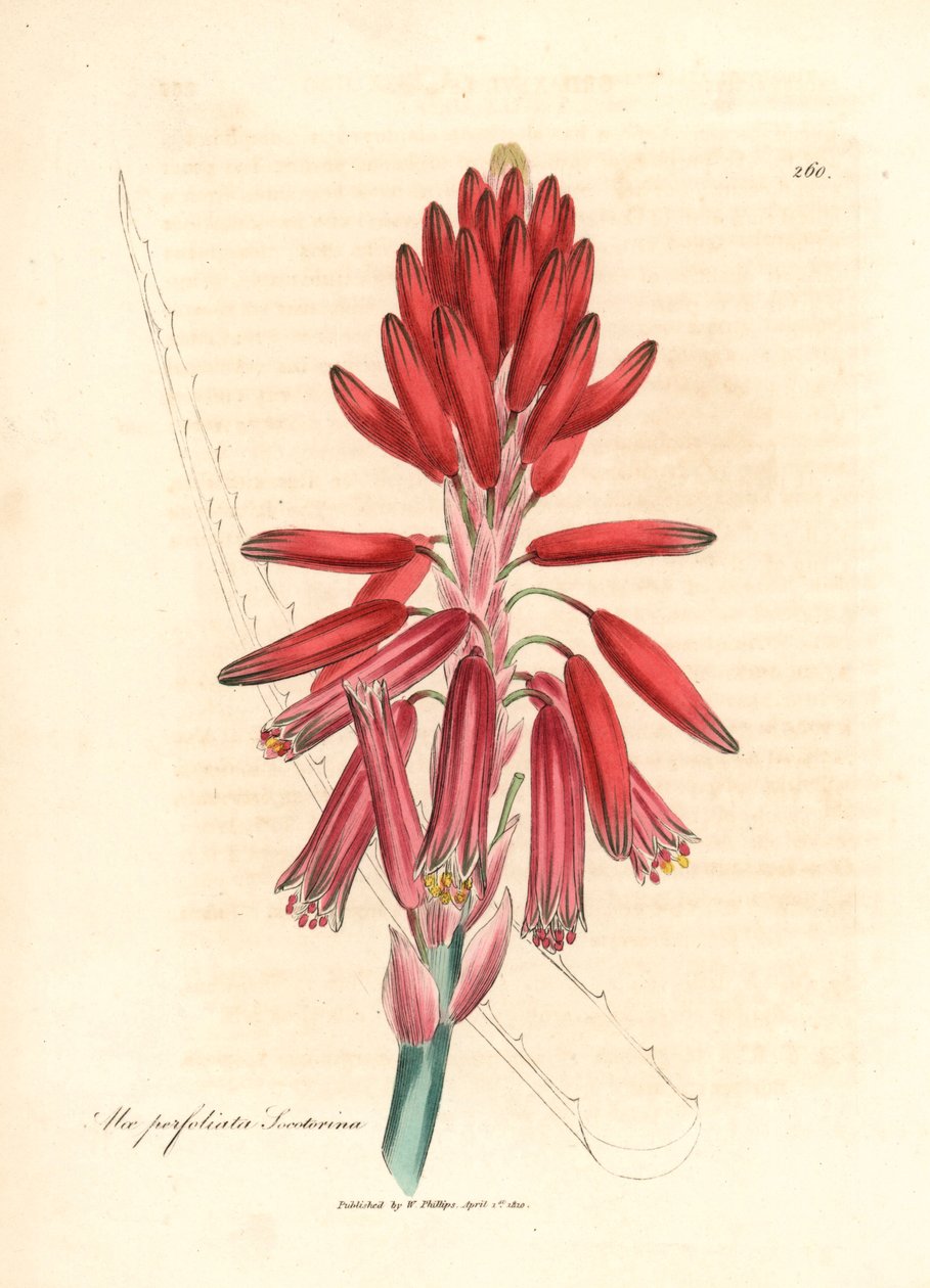 Socotorine aloe, Aloe perfoliata socotorina, William Woodvillen James Sowerbyn kasvitieteellisestä kuvituksesta ja Sir William Jackson Hookerin "Medical Botany" 1832 (käsinvärinen kuparilevykaiverrus) tekijältä James (after) Sowerby