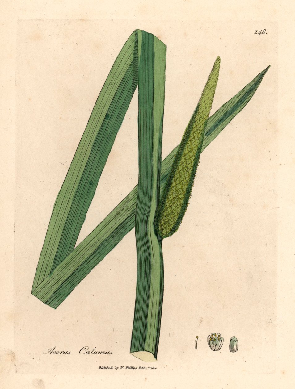 Makea lippu, Acorus calamus, James Sowerbyn kasvitieteellisestä kuvituksesta William Woodvillesta ja Sir William Jackson Hookerin "Medical Botany" 1832 (käsinvärinen kuparikaiverrus) tekijältä James (after) Sowerby