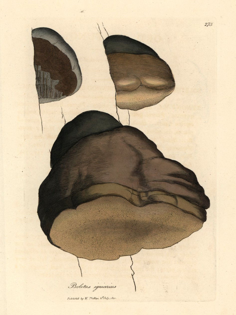 Touchwood boletus tai helttasieni, Boletus igniarius, James Sowerbyn kasvitieteellisestä kuvituksesta William Woodvillesta ja Sir William Jackson Hookerin "Medical Botany" 1832 (käsinvärinen kuparilevykaiverrus) tekijältä James (after) Sowerby