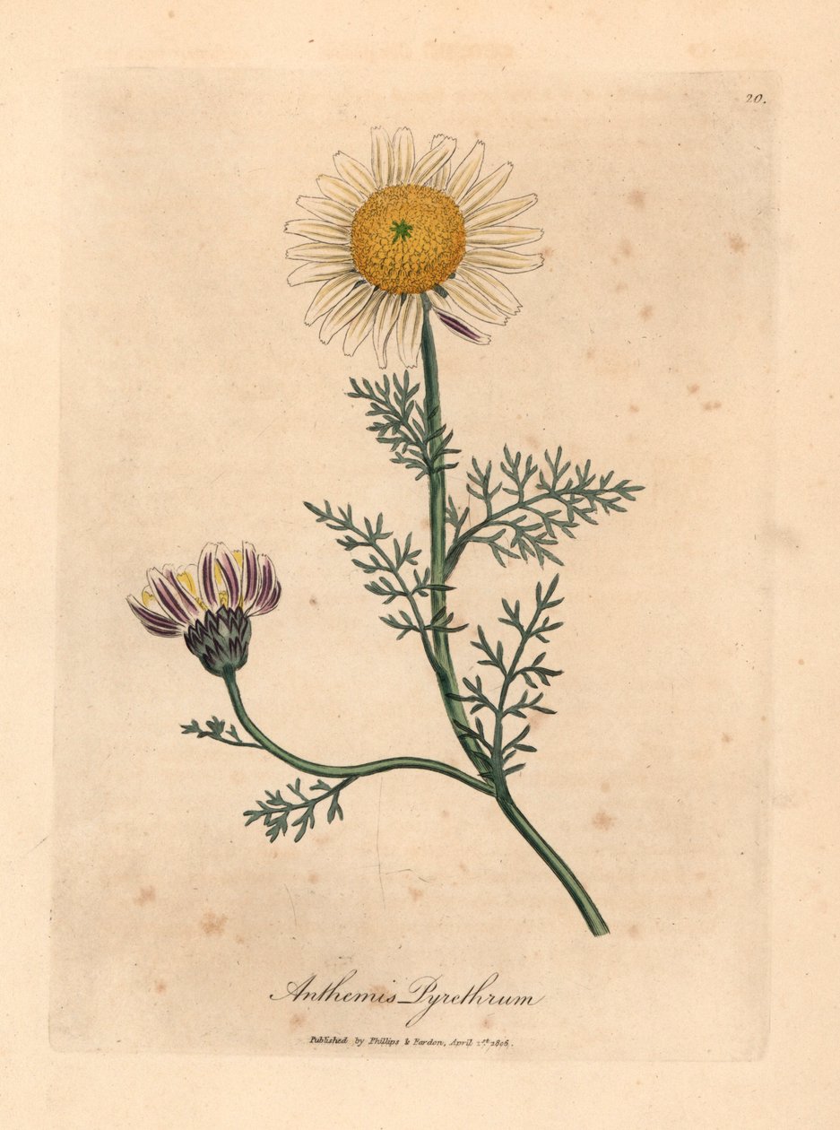 Valkoinen ja keltainen espanjalainen kamomilla, Anthemis pyrethrum, William Woodvillen James Sowerbyn kasvitieteellisestä kuvituksesta ja Sir William Jackson Hookerin "Medical Botany" 1832 (käsinvärinen kuparikaiverrus) tekijältä James (after) Sowerby