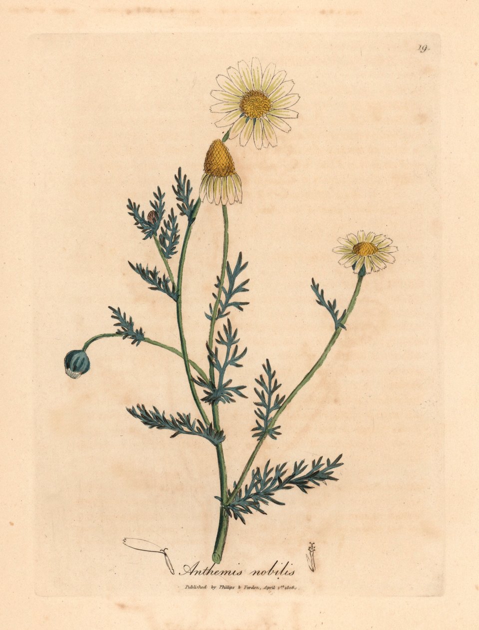 Valko- ja keltakukkainen kamomilla, Anthemis nobilis, James Sowerbyn kasvitieteellisestä kuvituksesta William Woodvillestä ja Sir William Jackson Hookerin "Medical Botany" 1832 (käsinvärinen kuparikaiverrus) tekijältä James (after) Sowerby