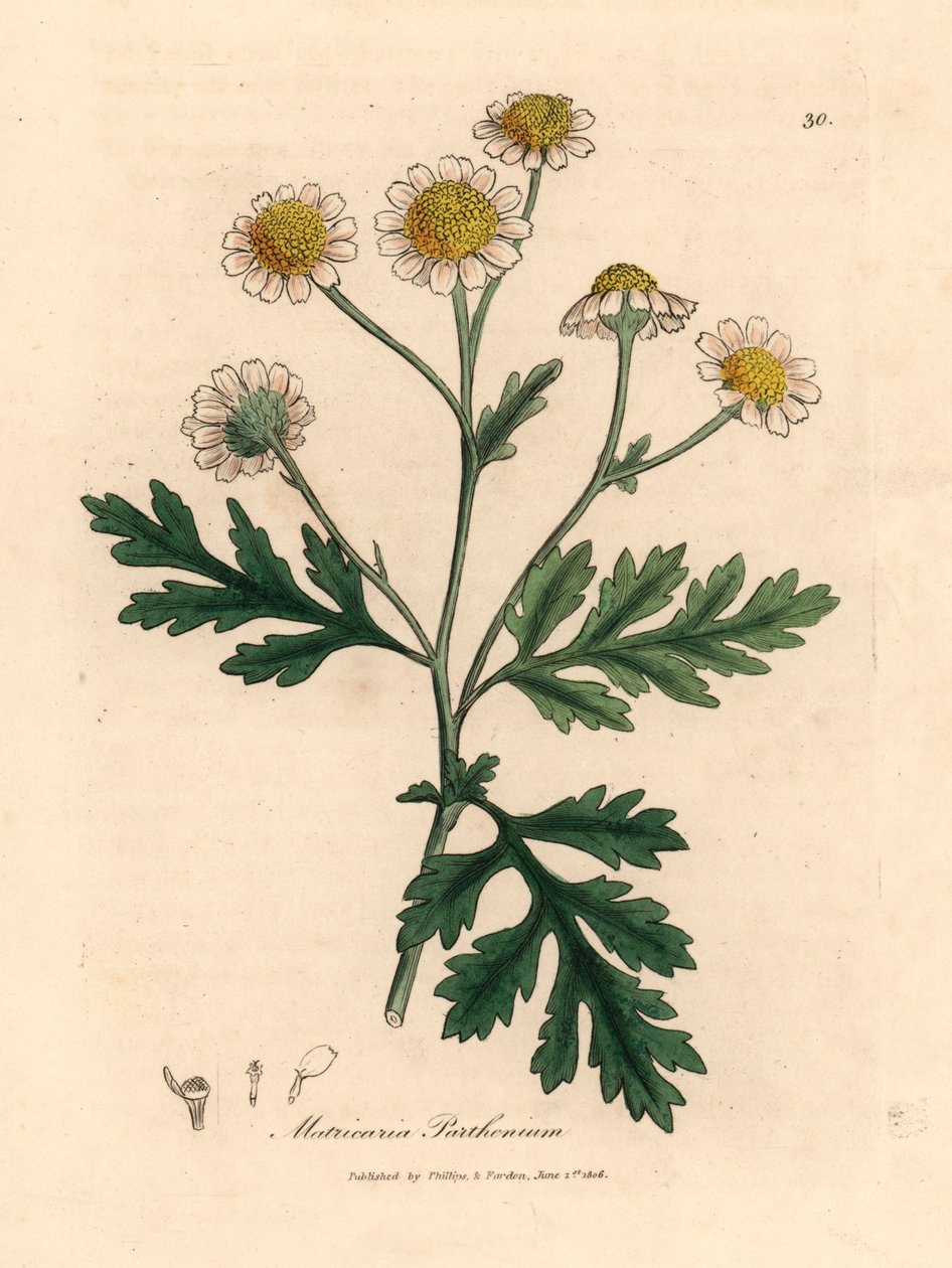 Valko- ja keltakukkainen kuumelehti, Matricaria parthenium, William Woodvillen James Sowerbyn kasvitieteellisestä kuvituksesta ja Sir William Jackson Hookerin "Medical Botany" 1832 (käsinvärinen kuparikaiverrus) tekijältä James (after) Sowerby