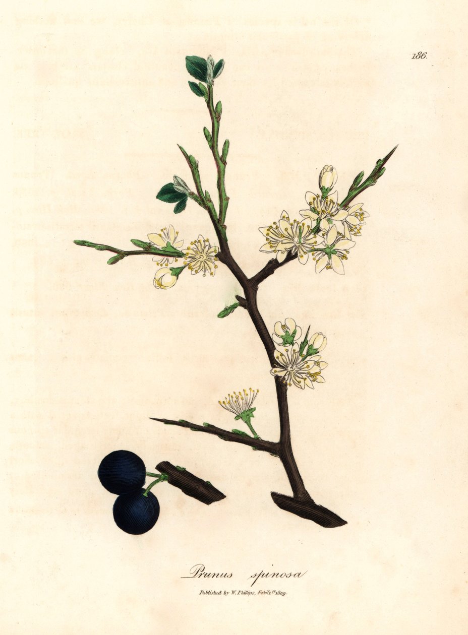 Valkoinen kukka ja sinisiä marjoja slankipuusta, Prunus spinosasta, James Sowerbyn kasvitieteellisestä kuvituksesta William Woodvillesta ja Sir William Jackson Hookerin "Medical Botany" 1832 (käsinvärinen kuparikaiverrus) tekijältä James (after) Sowerby
