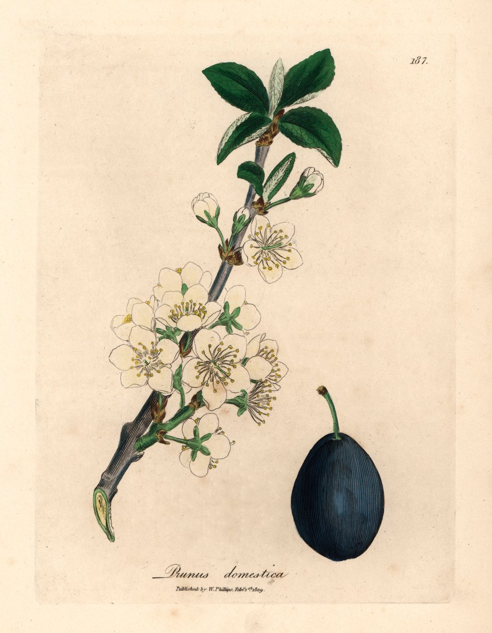 Luumu- tai luumupuun, Prunus domestica, valkoinen kukka ja hedelmät James Sowerbyn kasvitieteellisestä kuvituksesta William Woodvillesta ja Sir William Jackson Hookerin teoksesta "Medical Botany" 1832 (käsinvärinen kuparikaiverrus) tekijältä James (after) Sowerby