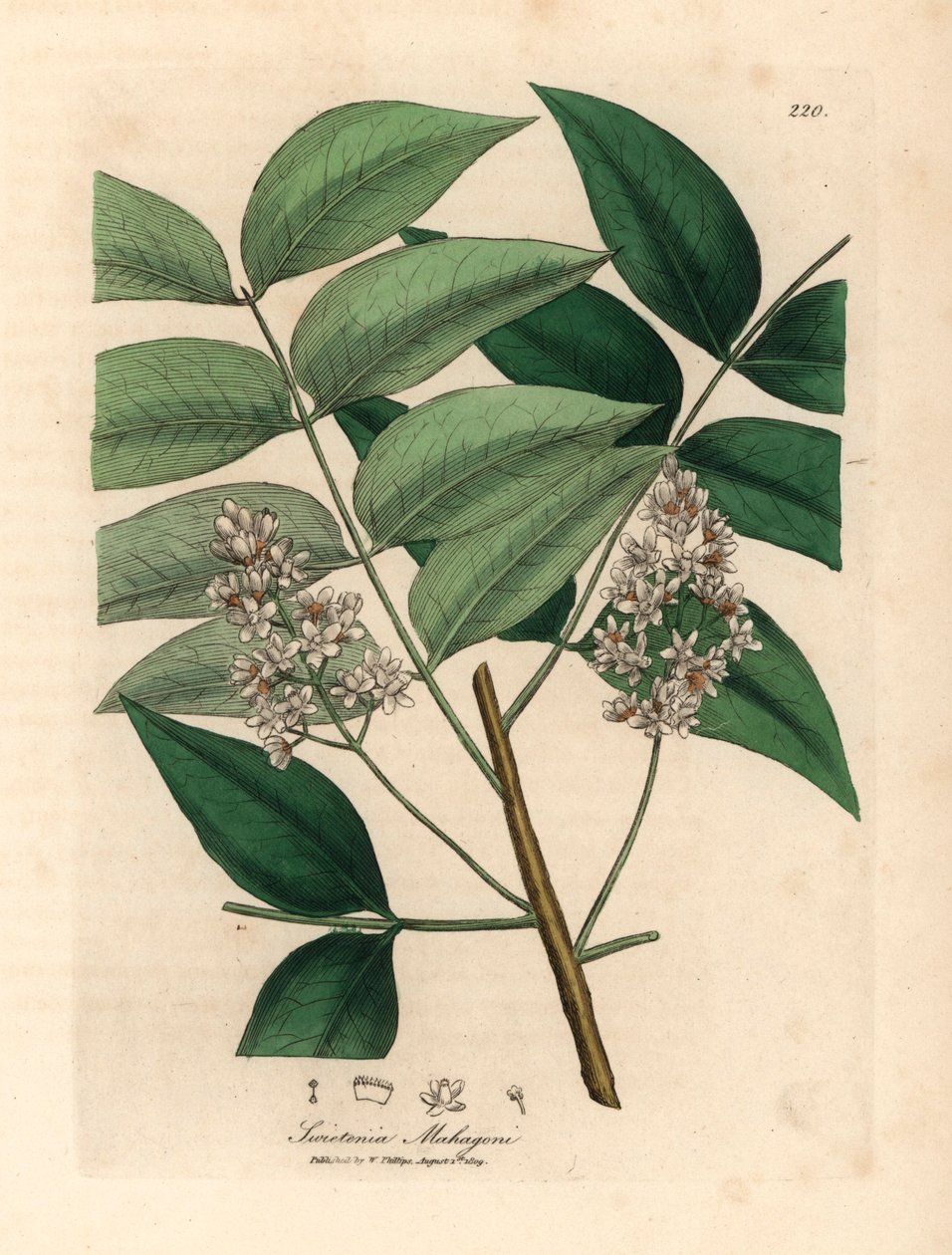 Valkoinen kukkiva mahonkipuu, Swietenia mahogani, James Sowerbyn kasvitieteellisestä kuvituksesta William Woodvillestä ja Sir William Jackson Hookerin "Medical Botany" 1832 (käsinvärinen kuparikaiverrus) tekijältä James (after) Sowerby