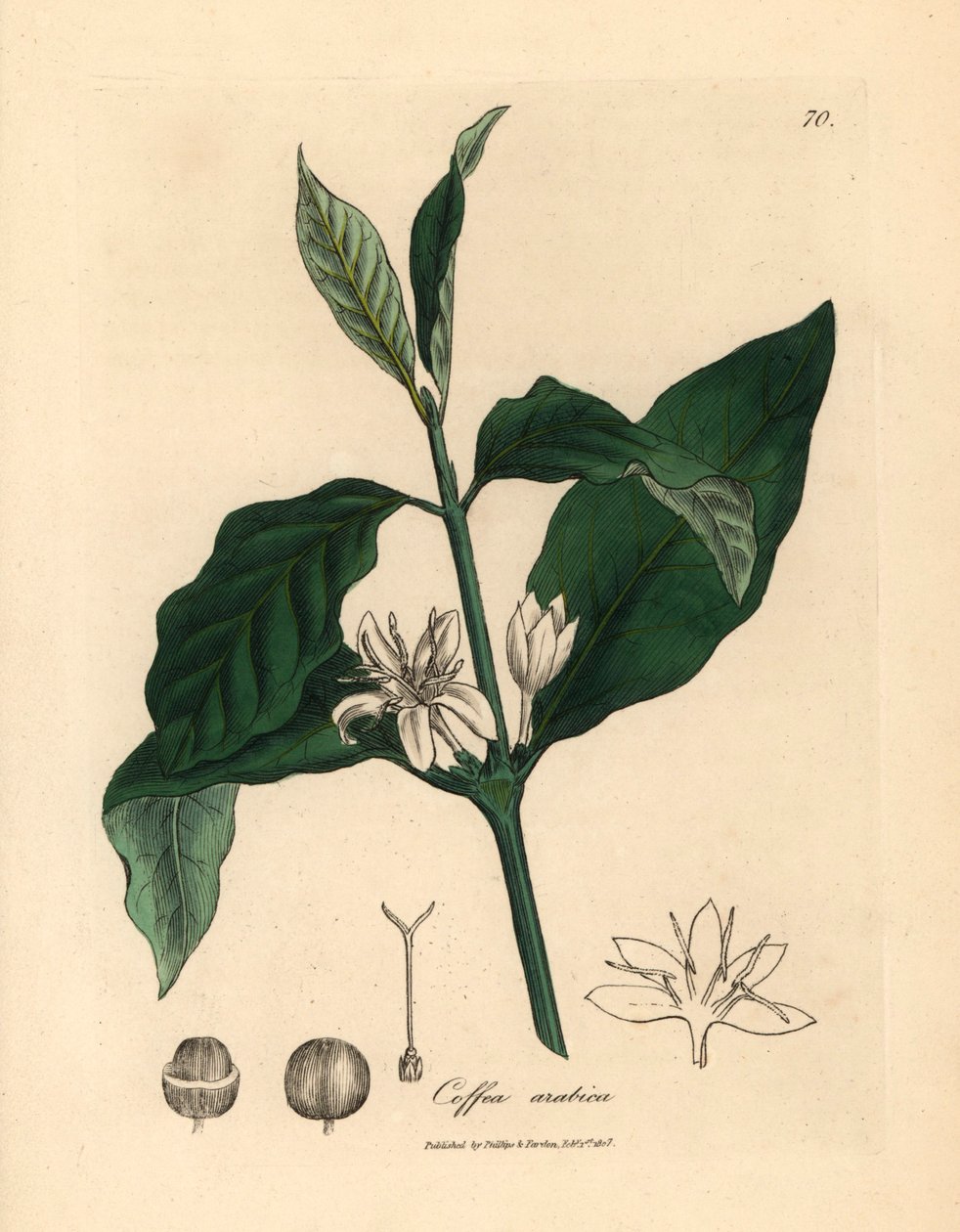Kahvikasvin Coffea arabican valkoinen kukka, lehdet ja pavut James Sowerbyn kasvitieteellisestä kuvituksesta William Woodvillesta ja Sir William Jackson Hookerin "Medical Botany" 1832 (käsinvärinen kuparikaiverrus) tekijältä James (after) Sowerby