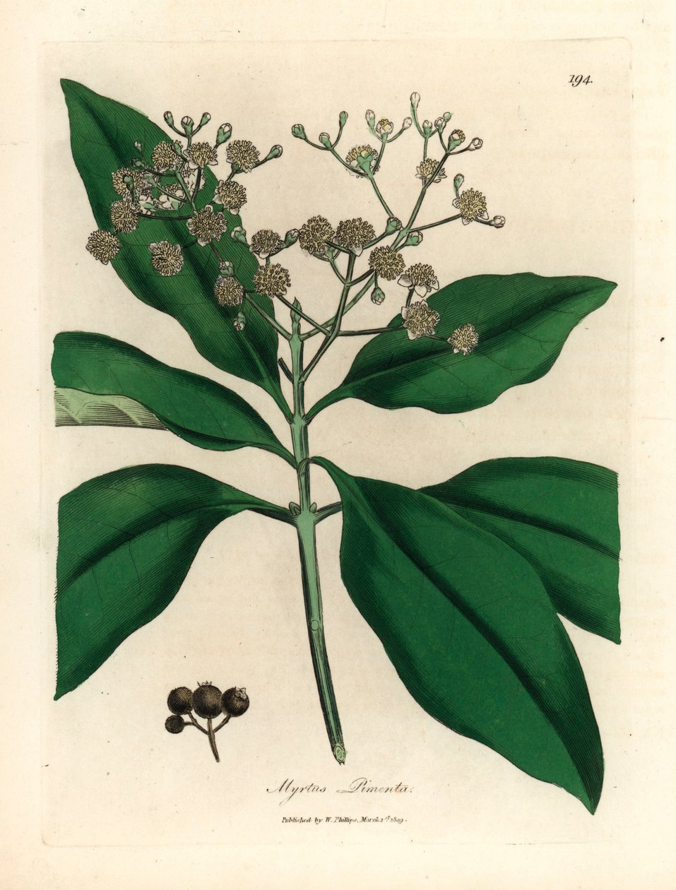 Valkoinen kukkainen kaikkimaustepuu, Myrtus pimenta, James Sowerbyn kasvitieteellisestä kuvituksesta William Woodvillesta ja Sir William Jackson Hookerin "Medical Botany" 1832 (käsinvärinen kuparikaiverrus) tekijältä James (after) Sowerby