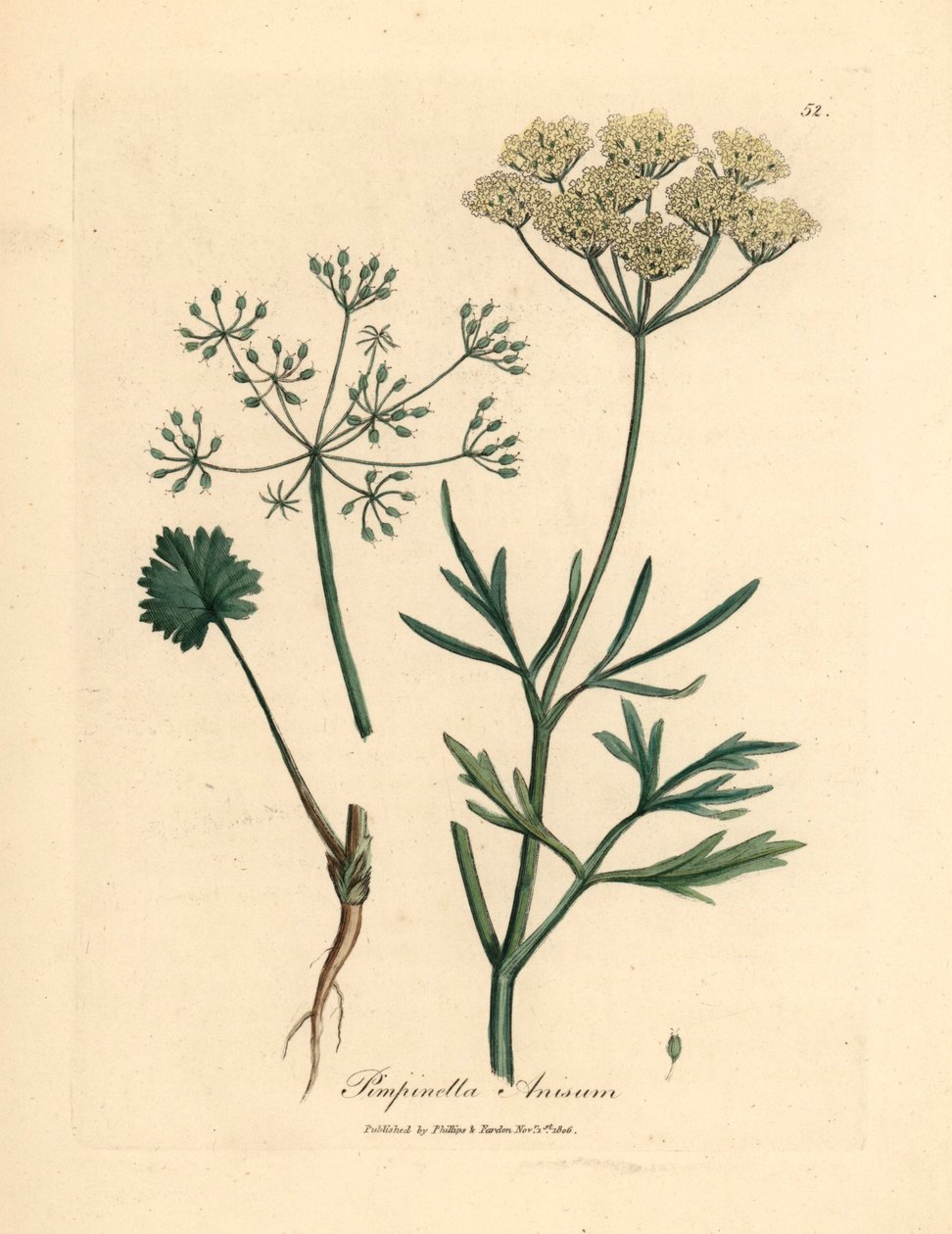 Valkokukkainen anis, Pimpinella anisum, James Sowerbyn kasvitieteellisestä kuvituksesta William Woodvillesta ja Sir William Jackson Hookerin "Medical Botany" 1832 (käsinvärinen kuparikaiverrus) tekijältä James (after) Sowerby