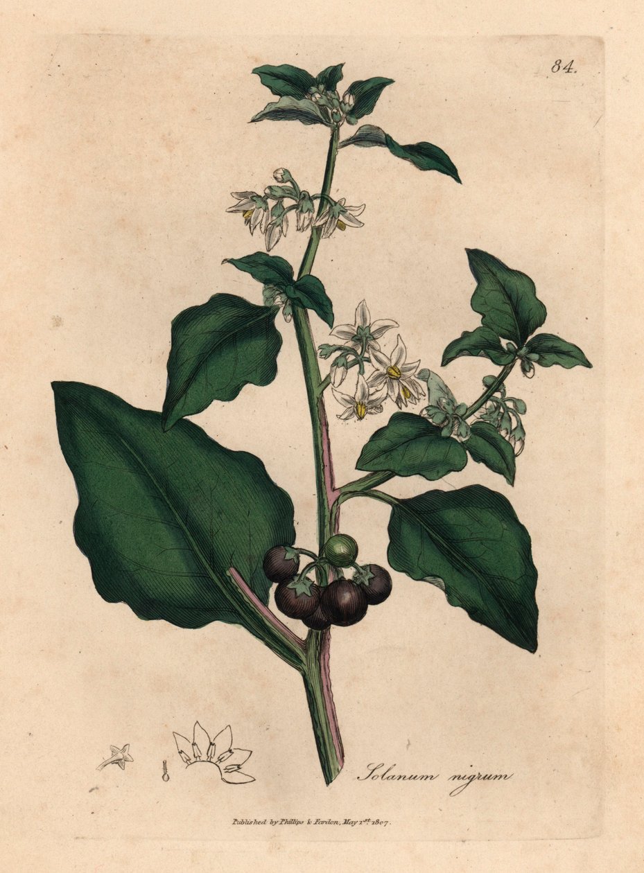 Valkoinen kukkainen, musta marja, puutarhan yöviiri, Solanum nigrum, William Woodvillen James Sowerbyn kasvitieteellisestä kuvituksesta ja Sir William Jackson Hookerin "Medical Botany" 1832 (käsinvärinen kuparikaiverrus) tekijältä James (after) Sowerby
