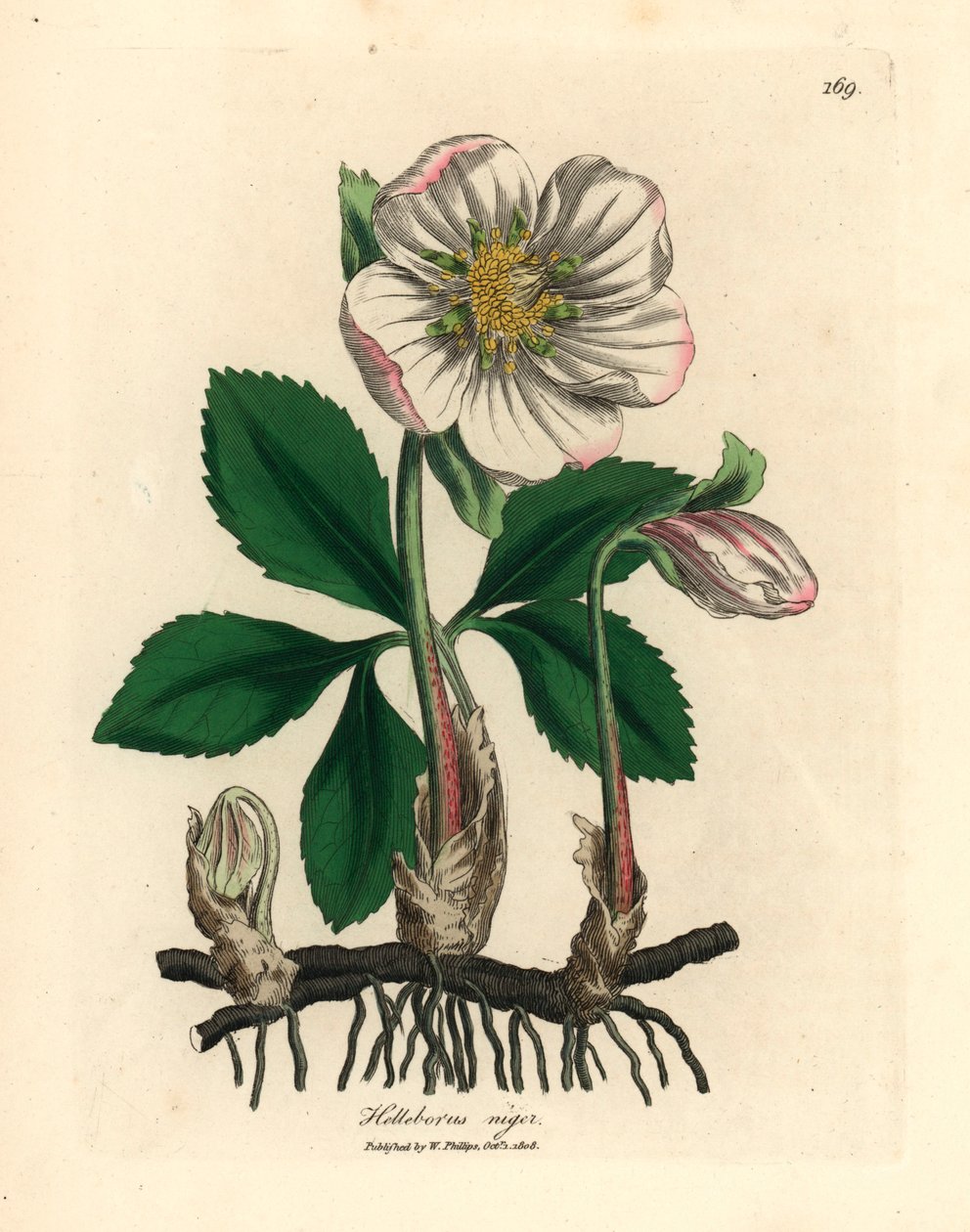 Valkokukkainen musta hellebore tai jouluruusu, Helleborus niger, James Sowerbyn kasvitieteellisestä kuvituksesta William Woodvillesta ja Sir William Jackson Hookerin "Medical Botany" 1832 (käsinvärinen kuparikaiverrus) tekijältä James (after) Sowerby