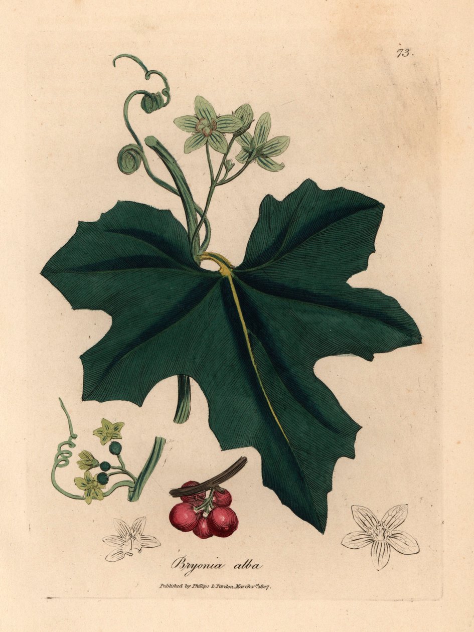 Valkokukkainen sammal, Bryonia alba, James Sowerbyn kasvitieteellisestä kuvituksesta William Woodvillestä ja Sir William Jackson Hookerin "Medical Botany" 1832 (käsinvärinen kuparikaiverrus) tekijältä James (after) Sowerby