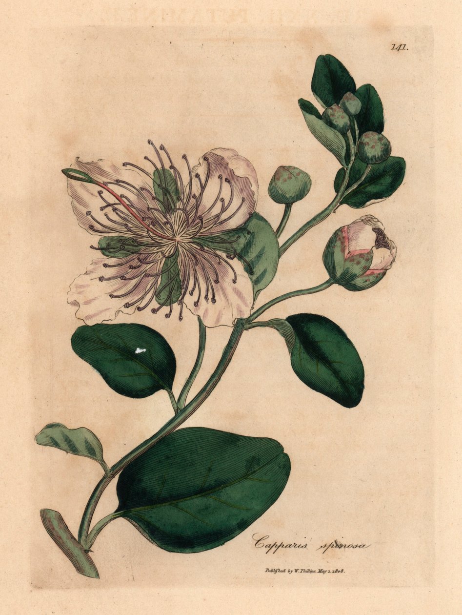 Valkokukkainen kaprispensas, Capparis spinosa, William Woodvillen James Sowerbyn kasvitieteellisestä kuvituksesta ja Sir William Jackson Hookerin "Medical Botany" 1832 (käsinvärinen kuparikaiverrus) tekijältä James (after) Sowerby