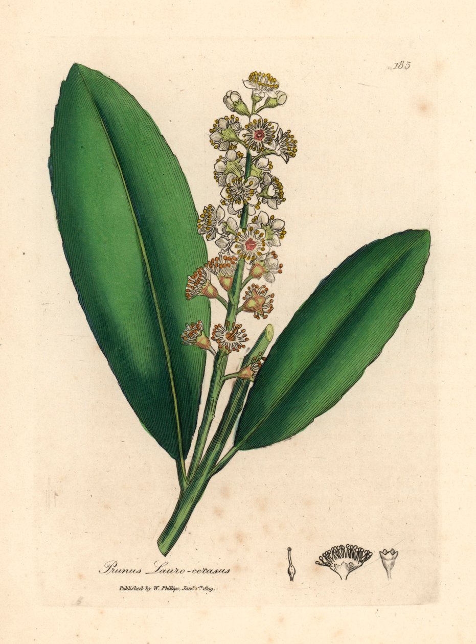 Valkokukkainen kirsikkalaakeripuu, Prunus laurocerasus, James Sowerbyn kasvitieteellisestä kuvituksesta William Woodvillesta ja Sir William Jackson Hookerin "Medical Botany" 1832 (käsinvärinen kuparikaiverrus) tekijältä James (after) Sowerby