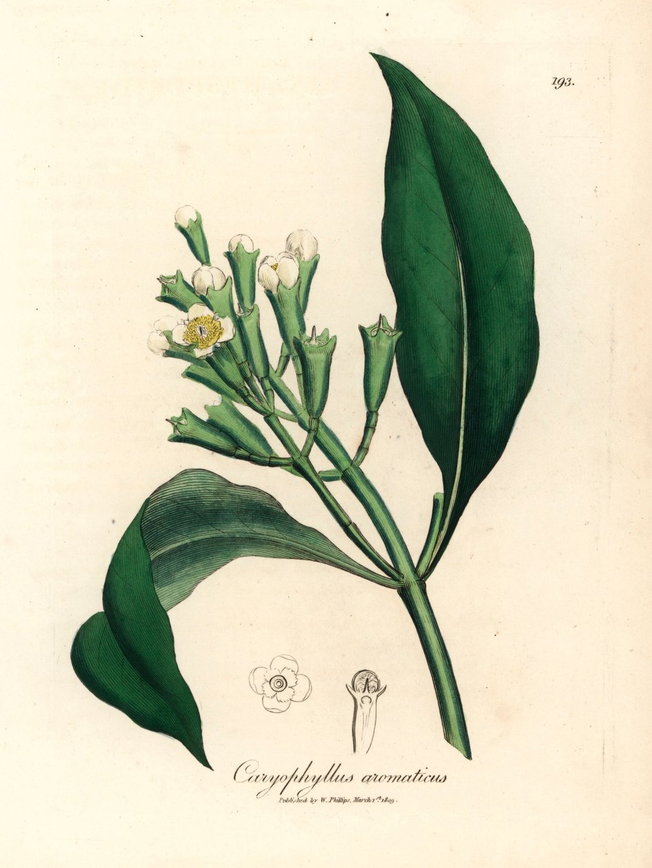 Valkokukkainen maustepuu, Caryophyllus aromaticus, James Sowerbyn kasvitieteellisestä kuvituksesta William Woodvillestä ja Sir William Jackson Hookerin "Medical Botany" 1832 (käsinvärinen kuparikaiverrus) tekijältä James (after) Sowerby