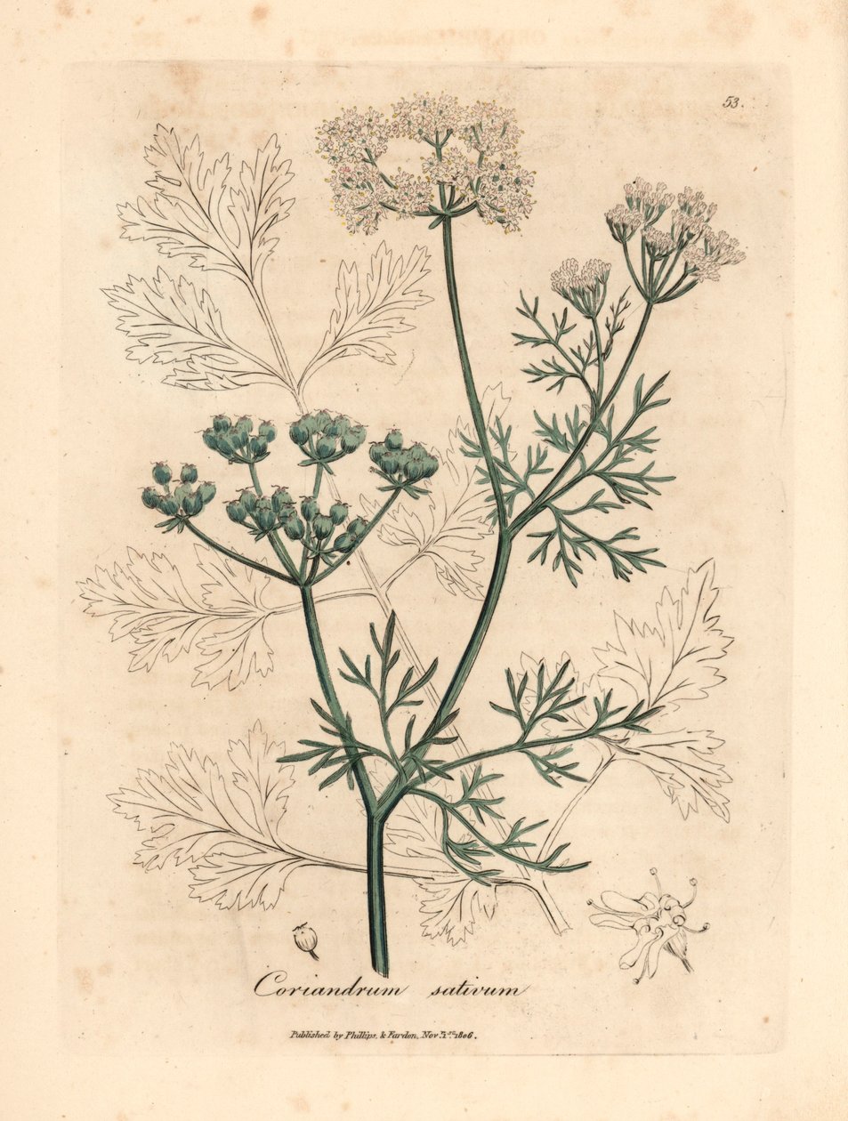 Valkoinen kukkakorianteri, Coriandrum sativum, William Woodvillen James Sowerbyn kasvitieteellisestä kuvituksesta ja Sir William Jackson Hookerin "Medical Botany" 1832 (käsinvärinen kuparikaiverrus) tekijältä James (after) Sowerby
