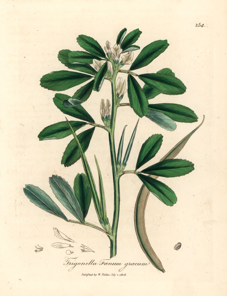 Valkokukkainen sarviapila ja siemenpalko, Trigonella foenum graecum, James Sowerbyn kasvitieteellisestä kuvituksesta William Woodvillesta ja Sir William Jackson Hookerin "Medical Botany" 1832 (käsinvärinen kuparilevykaiverrus) tekijältä James (after) Sowerby