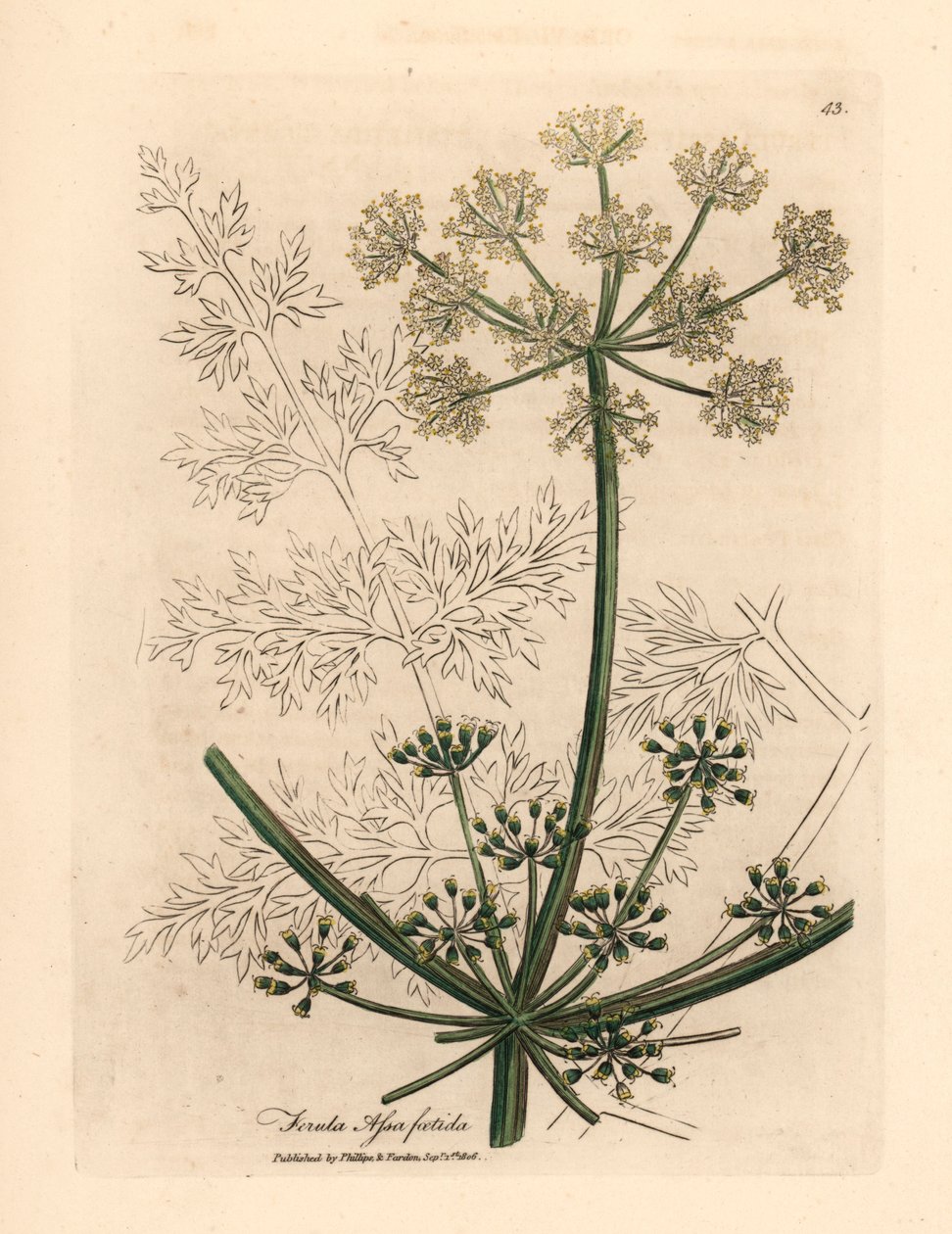 Valkokukkainen jättimäinen fenkoli tai asafetida, Ferula assafoetida, James Sowerbyn kasvitieteellisestä kuvituksesta William Woodvillestä ja Sir William Jackson Hookerin "Medical Botany" 1832 (käsinvärinen kuparikaiverrus) tekijältä James (after) Sowerby