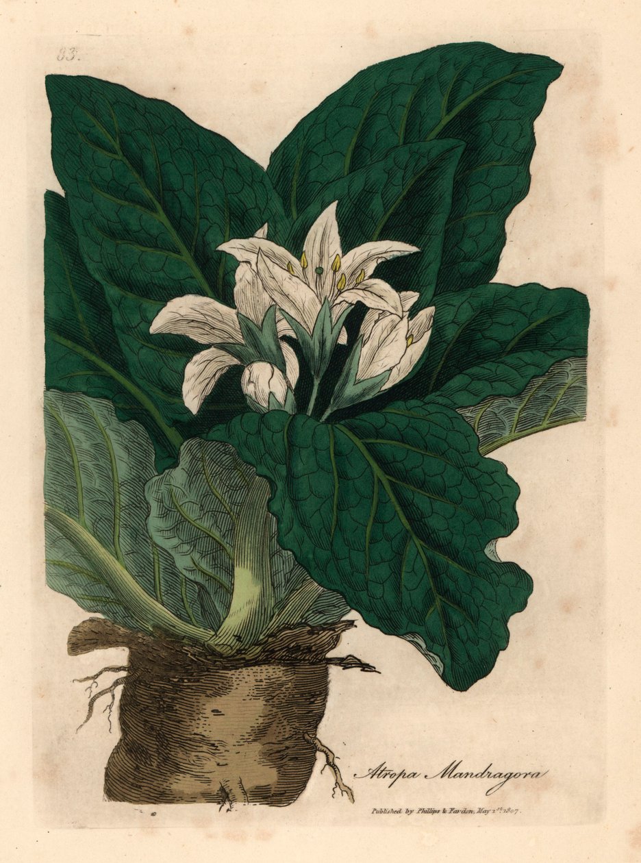 Valkokukkainen mandragora, Atropa mandragora, James Sowerbyn kasvitieteellisestä kuvituksesta William Woodvillestä ja Sir William Jackson Hookerin "Medical Botany" 1832 (käsinvärinen kuparikaiverrus) tekijältä James (after) Sowerby
