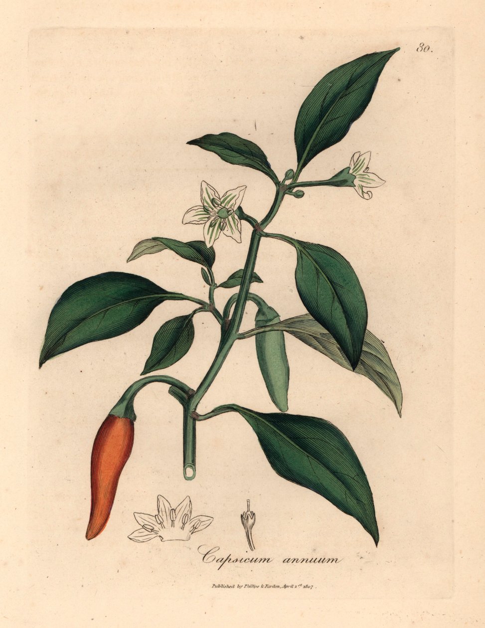 Valkokukkainen, tulipunainen guineapippuri, Capsicum annuum, James Sowerbyn kasvitieteellisestä kuvituksesta William Woodvillesta ja Sir William Jackson Hookerin "Medical Botany" 1832 (käsinvärinen kuparikaiverrus) tekijältä James (after) Sowerby