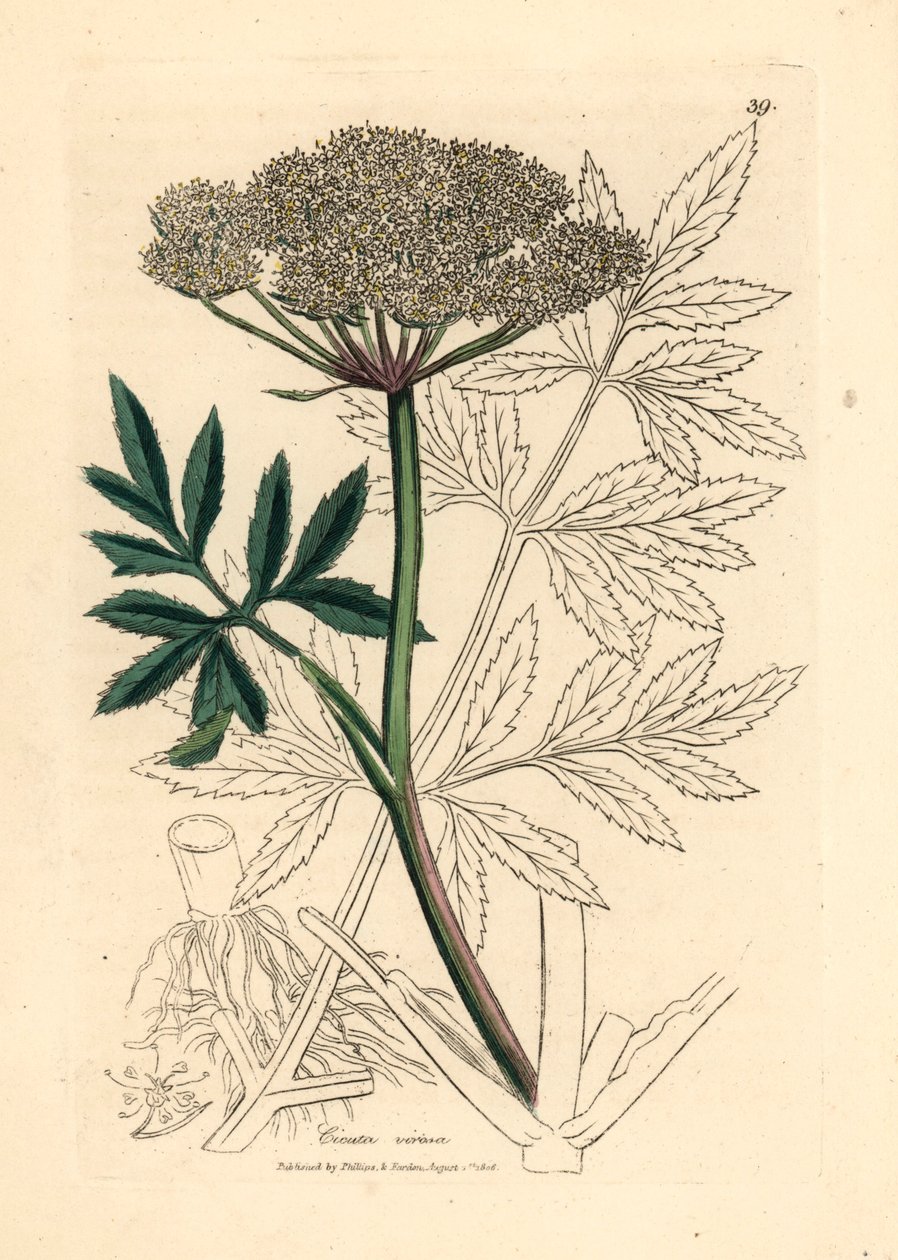 Valkokukkainen vesihemlock, Cicuta virosa, James Sowerbyn kasvitieteellisestä kuvituksesta William Woodvillestä ja Sir William Jackson Hookerin "Medical Botany" 1832 (käsinvärinen kuparikaiverrus) tekijältä James (after) Sowerby