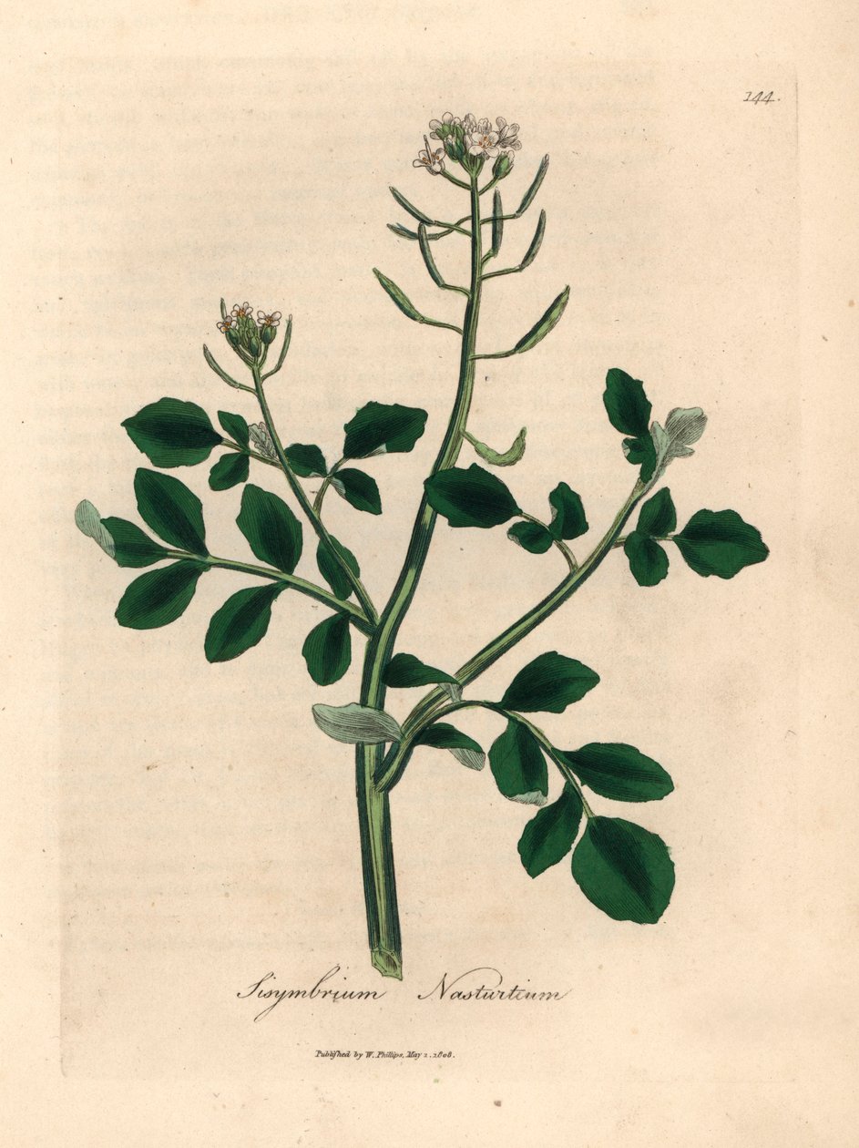 Valkokukkainen vesikrassi, Sisymbrium nasturtium, James Sowerbyn kasvitieteellisestä kuvituksesta William Woodvillestä ja Sir William Jackson Hookerin "Medical Botany" 1832 (käsinvärinen kuparikaiverrus) tekijältä James (after) Sowerby