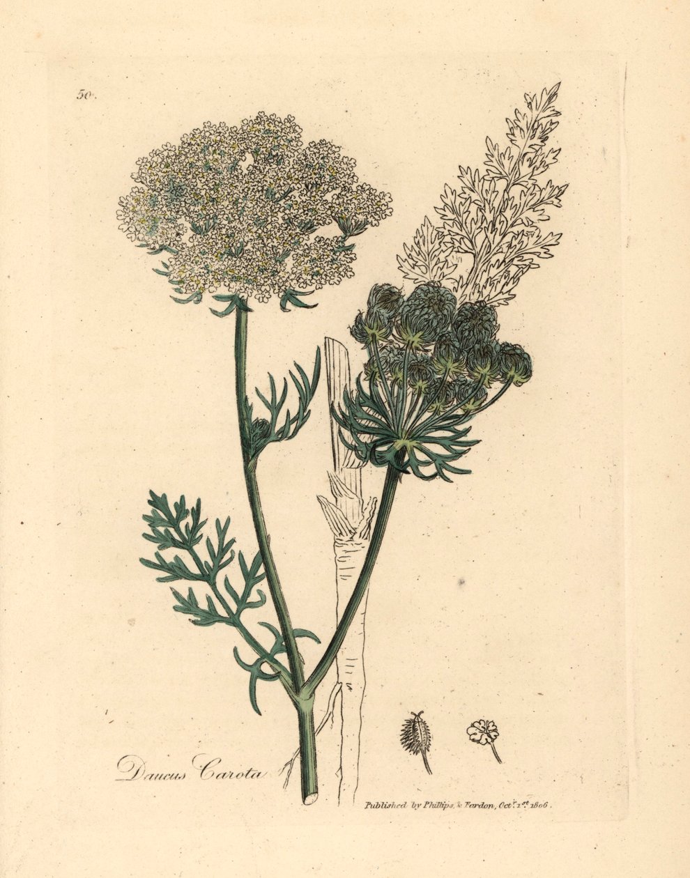 Valkokukkainen villiporkkanakasvi, Daucus carota, James Sowerbyn kasvitieteellisestä kuvituksesta William Woodvillestä ja Sir William Jackson Hookerin "Medical Botany" 1832 (käsinvärinen kuparikaiverrus) tekijältä James (after) Sowerby