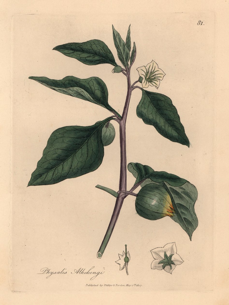 Valkokukkainen talvikirsikka, Physalis alkekengi, James Sowerbyn kasvitieteellisestä kuvituksesta William Woodvillestä ja Sir William Jackson Hookerin "Medical Botany" 1832 (käsinvärinen kuparikaiverrus) tekijältä James (after) Sowerby