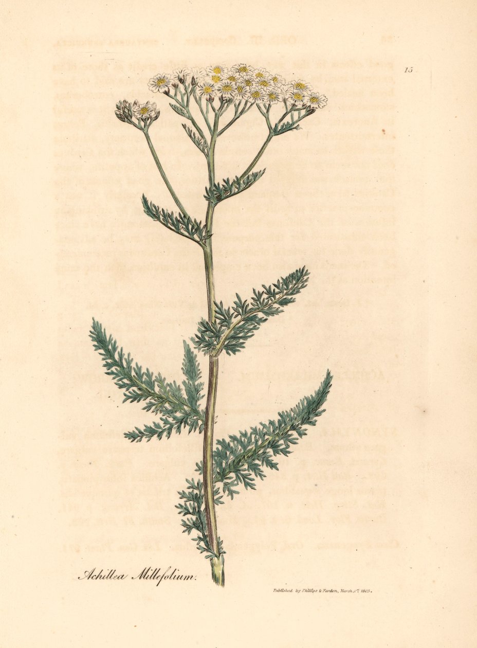 Valkokukkainen siankärsämö tai maitolehti, Achillea millefolium, William Woodvillen James Sowerbyn kasvitieteellisestä kuvituksesta ja Sir William Jackson Hookerin "Medical Botany" 1832 (käsinvärinen kuparikaiverrus) tekijältä James (after) Sowerby