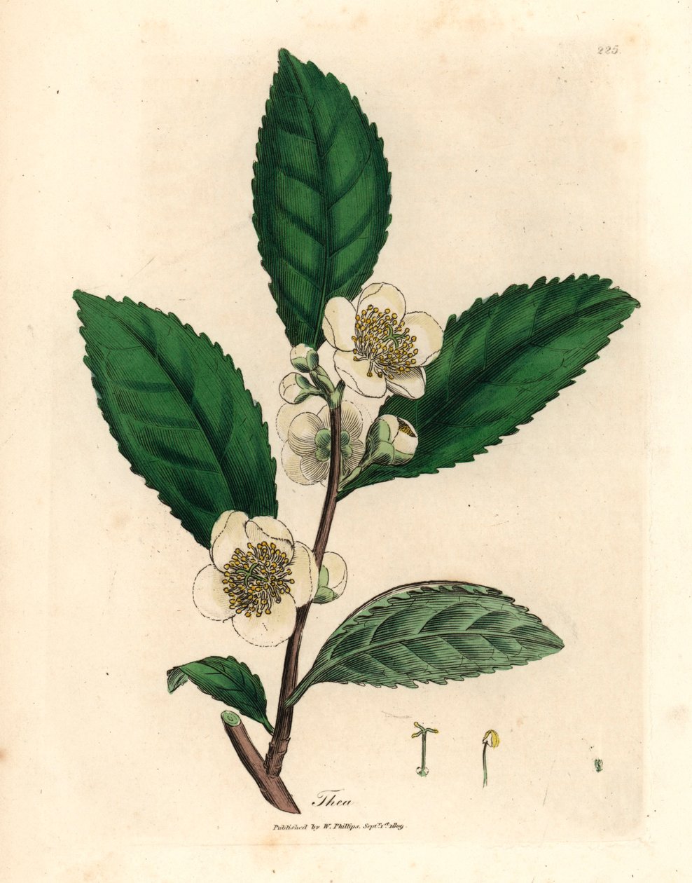 Valkoiset kukat ja vihreän teen lehdet, Thea bohea, Camellia sinensis, James Sowerbyn kasvitieteellisestä kuvituksesta William Woodvillesta ja Sir William Jackson Hookerin "Medical Botany" 1832 (käsinvärinen kuparikaiverrus) tekijältä James (after) Sowerby