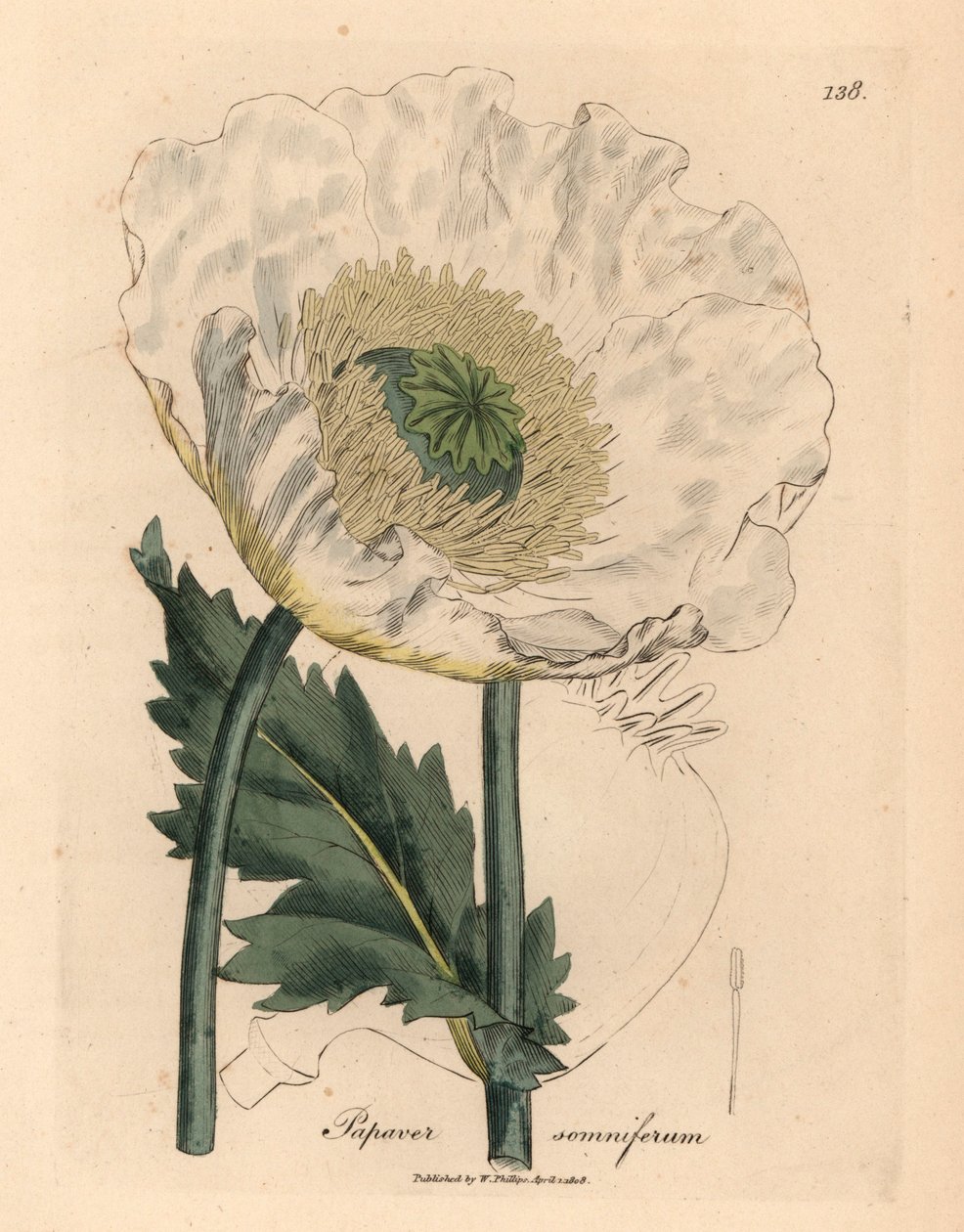 Valkoinen unikko, Papaver somniferum, William Woodvillen James Sowerbyn kasvitieteellisestä kuvituksesta ja Sir William Jackson Hookerin "Medical Botany" 1832 (käsinvärinen kuparikaiverrus) tekijältä James (after) Sowerby