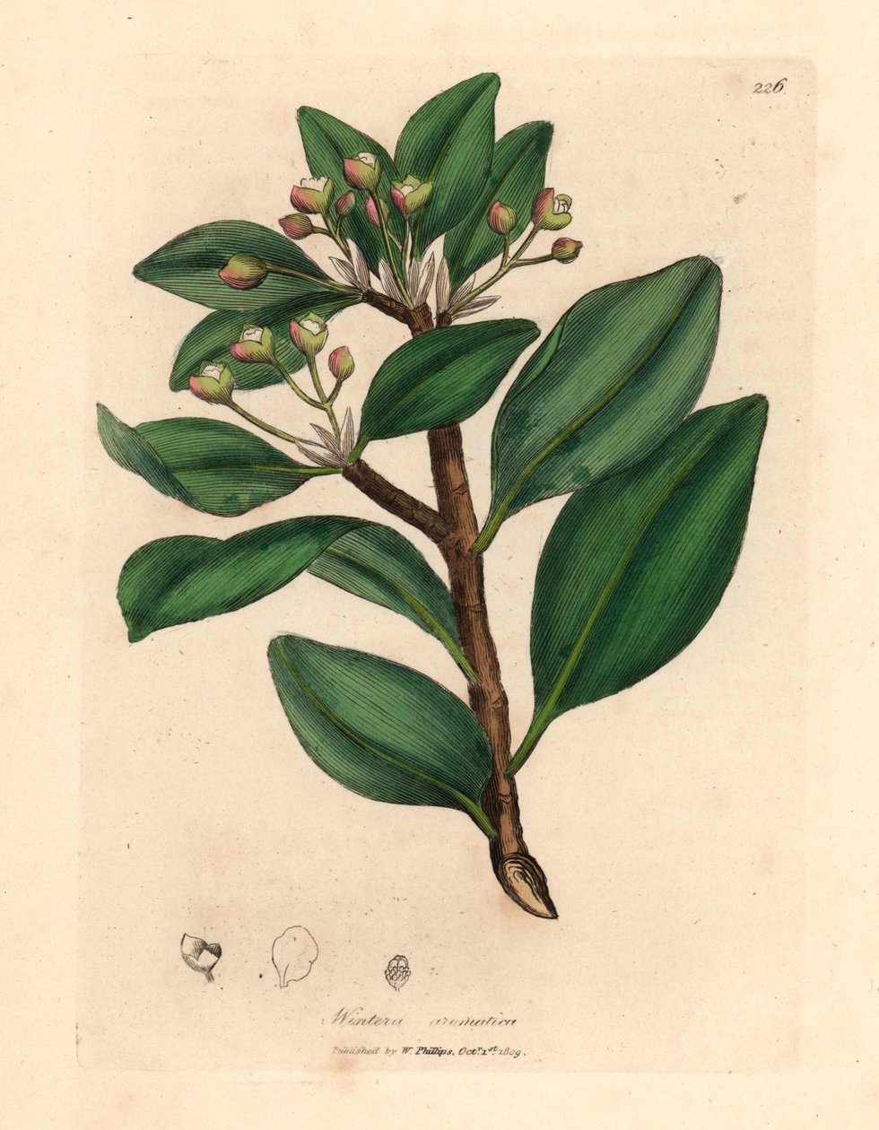 Talven kuoripuu, Wintera aromatica, Drimys winteri, William Woodvillen James Sowerbyn kasvitieteellisestä kuvituksesta ja Sir William Jackson Hookerin "Medical Botany" 1832 (käsinvärinen kuparikaiverrus) tekijältä James (after) Sowerby