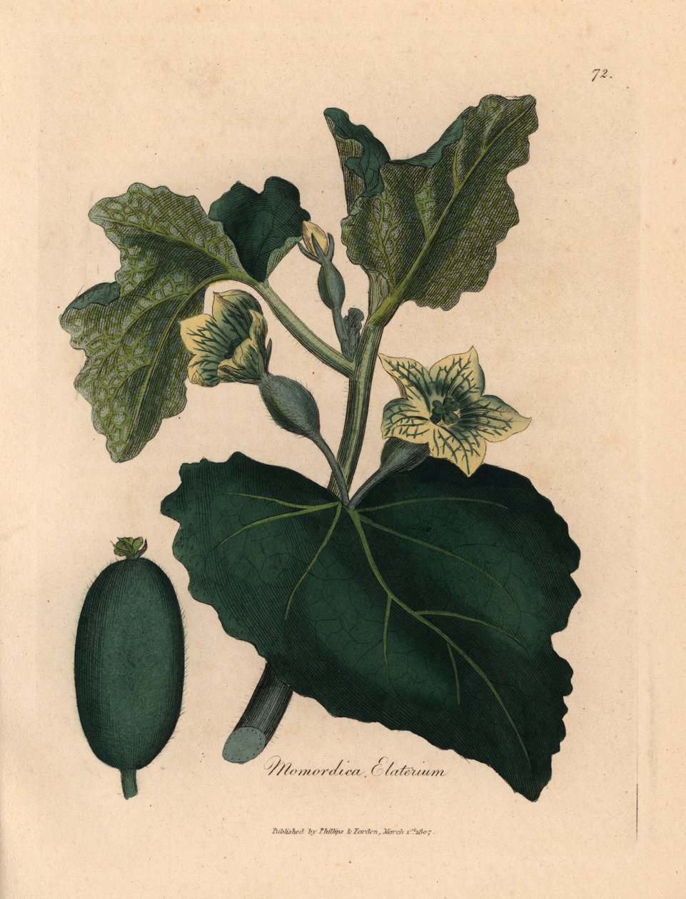 Ruiskuttavan kurkun Momordica elateriumin keltainen kukka, lehdet ja hedelmät James Sowerbyn kasvitieteellisestä kuvituksesta William Woodvillesta ja Sir William Jackson Hookerin teoksesta "Medical Botany" 1832 (käsinvärinen kuparikaiverrus) tekijältä James (after) Sowerby