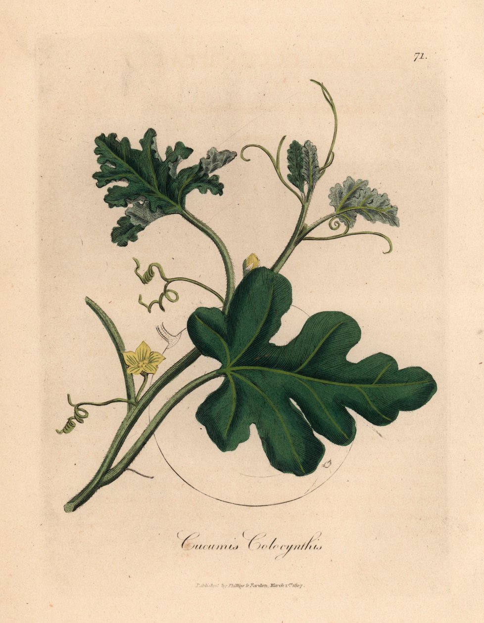 Keltakukkainen katkera kurkku, Cucumis colocynthis, James Sowerbyn kasvitieteellisestä kuvituksesta William Woodvillestä ja Sir William Jackson Hookerin "Medical Botany" 1832 (käsinvärinen kuparilevykaiverrus) tekijältä James (after) Sowerby