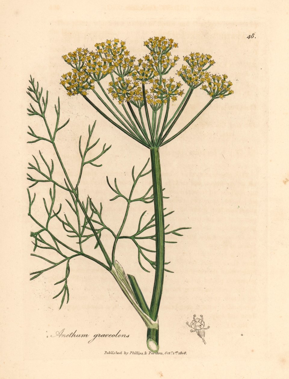 Keltakukkainen tilli, Anethum graveolens, William Woodvillen James Sowerbyn kasvitieteellisestä kuvituksesta ja Sir William Jackson Hookerin "Medical Botany" 1832 (käsinvärinen kuparikaiverrus) tekijältä James (after) Sowerby