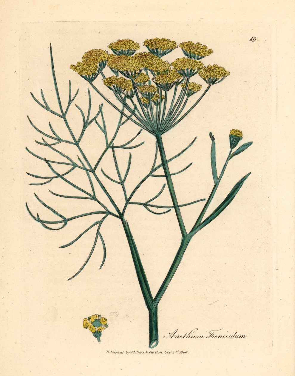 Keltakukkainen fenkoli, Anethum foeniculum, William Woodvillen James Sowerbyn kasvitieteellisestä kuvituksesta ja Sir William Jackson Hookerin "Medical Botany" 1832 (käsinvärinen kuparikaiverrus) tekijältä James (after) Sowerby