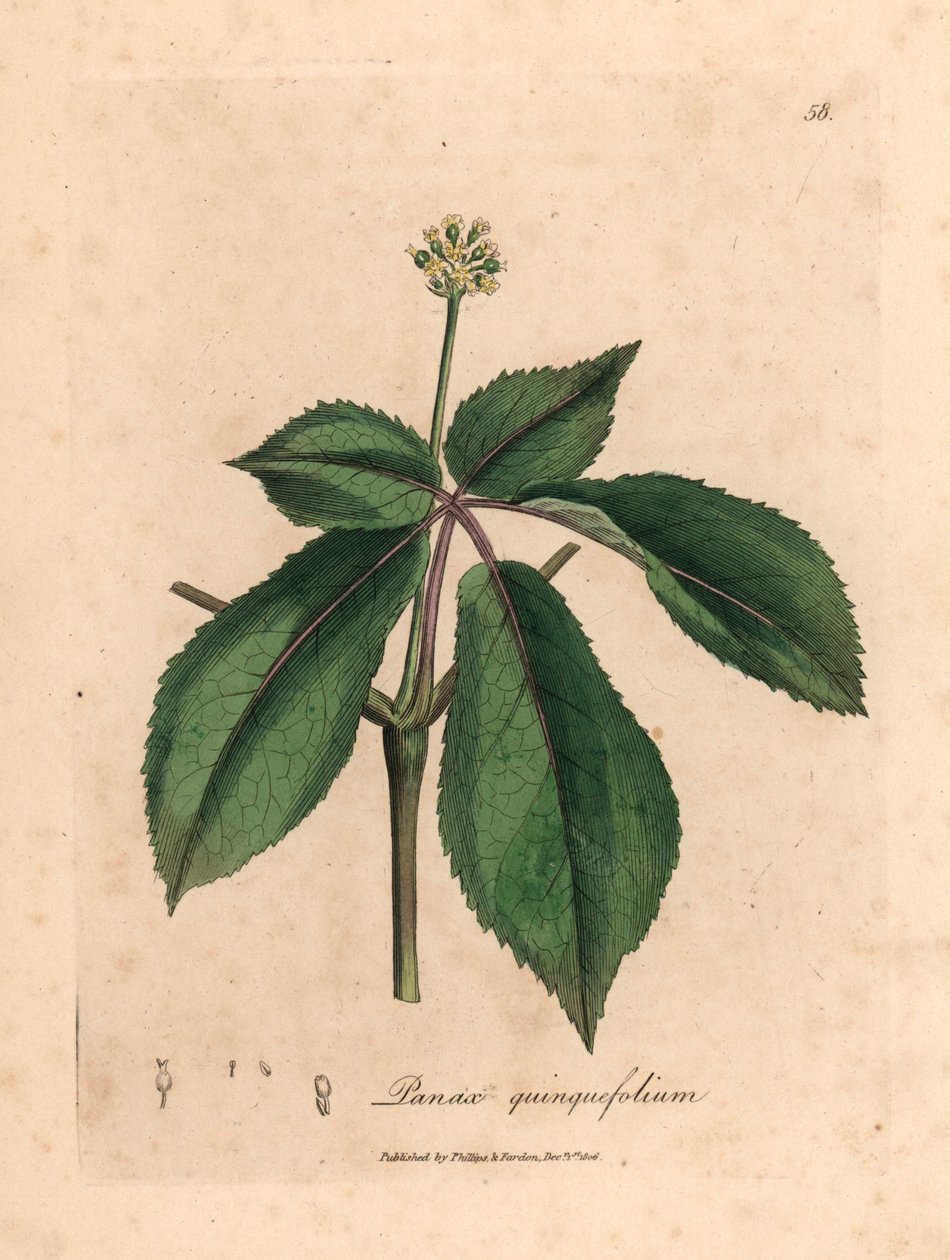 Keltakukkainen ginseng-kasvi, Panax quinquefolium, William Woodvillen James Sowerbyn kasvitieteellisestä kuvituksesta ja Sir William Jackson Hookerin "Medical Botany" 1832 (käsinvärinen kuparilevykaiverrus) tekijältä James (after) Sowerby