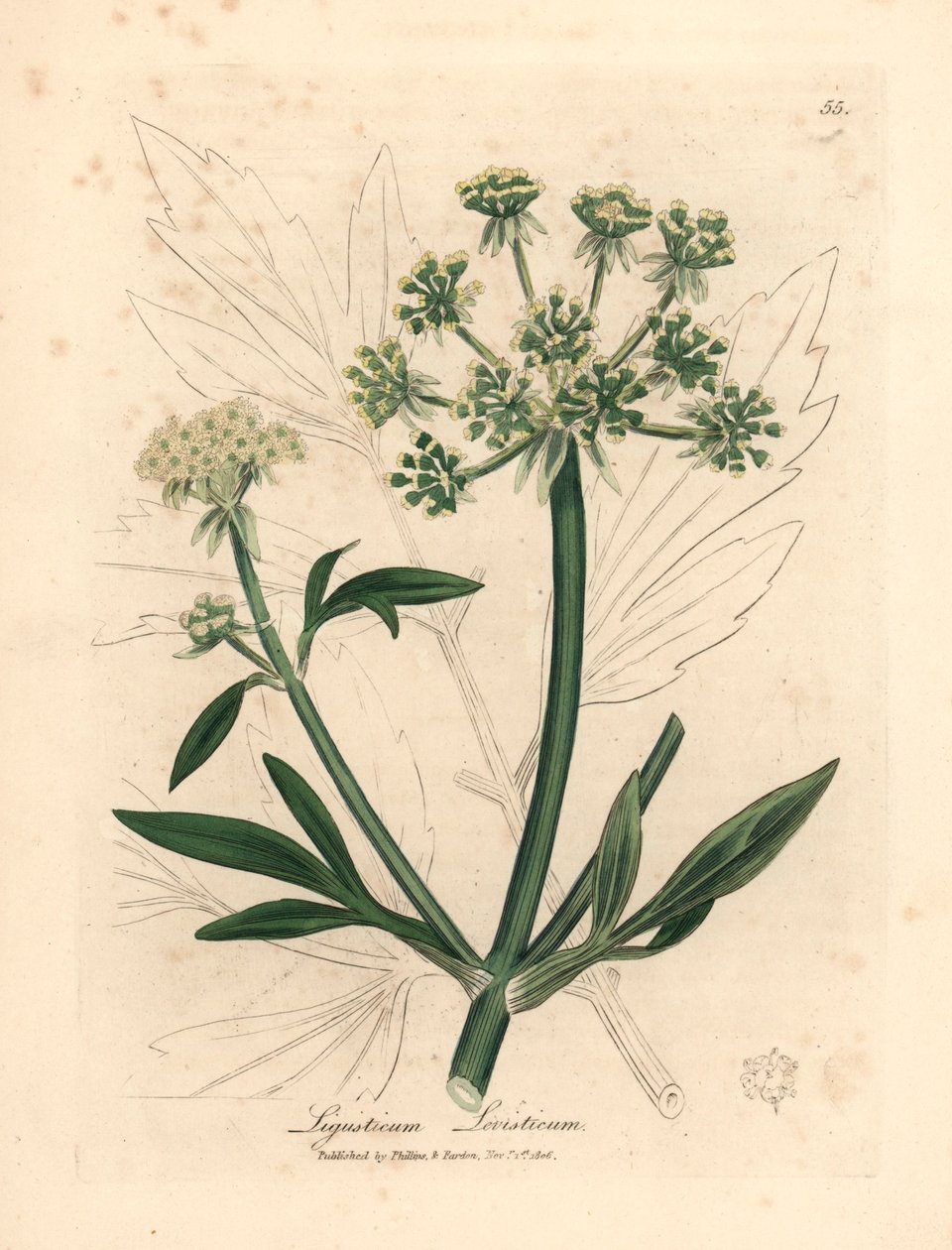 Keltakukkainen lovage, Ligusticum levisticum, James Sowerbyn kasvitieteellisestä kuvituksesta William Woodvillestä ja Sir William Jackson Hookerin "Medical Botany" 1832 (käsinvärinen kuparikaiverrus) tekijältä James (after) Sowerby