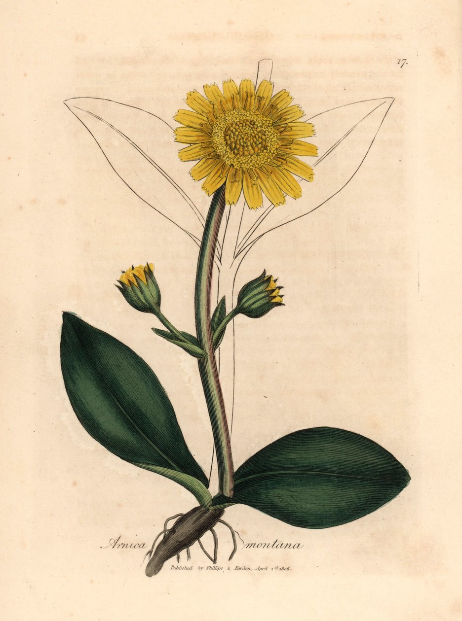 Keltakukkainen vuoriarnica, Arnica montana, James Sowerbyn kasvitieteellisestä kuvituksesta William Woodvillestä ja Sir William Jackson Hookerin "Medical Botany" 1832 (käsinvärinen kuparikaiverrus) tekijältä James (after) Sowerby