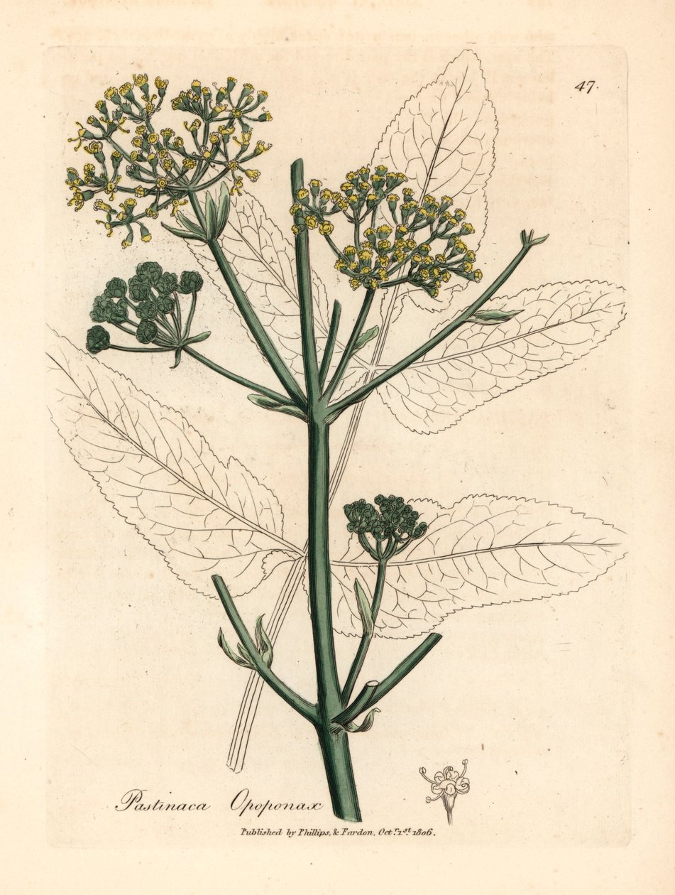 Keltakukkainen opopanax tai karkea parsneksi, Pastinaca opopanax, James Sowerbyn kasvitieteellisestä kuvituksesta William Woodvillestä ja Sir William Jackson Hookerin "Medical Botany" 1832 (käsinvärinen kuparikaiverrus) tekijältä James (after) Sowerby