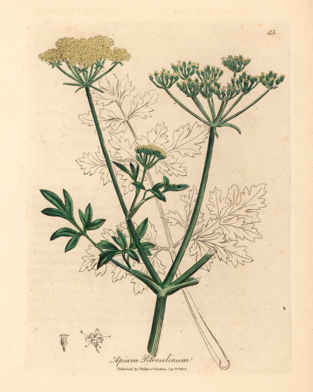 Keltakukkainen persilja, Apium petroselinum, William Woodvillen James Sowerbyn kasvitieteellisestä kuvituksesta ja Sir William Jackson Hookerin "Medical Botany" 1832 (käsinvärinen kuparikaiverrus) tekijältä James (after) Sowerby