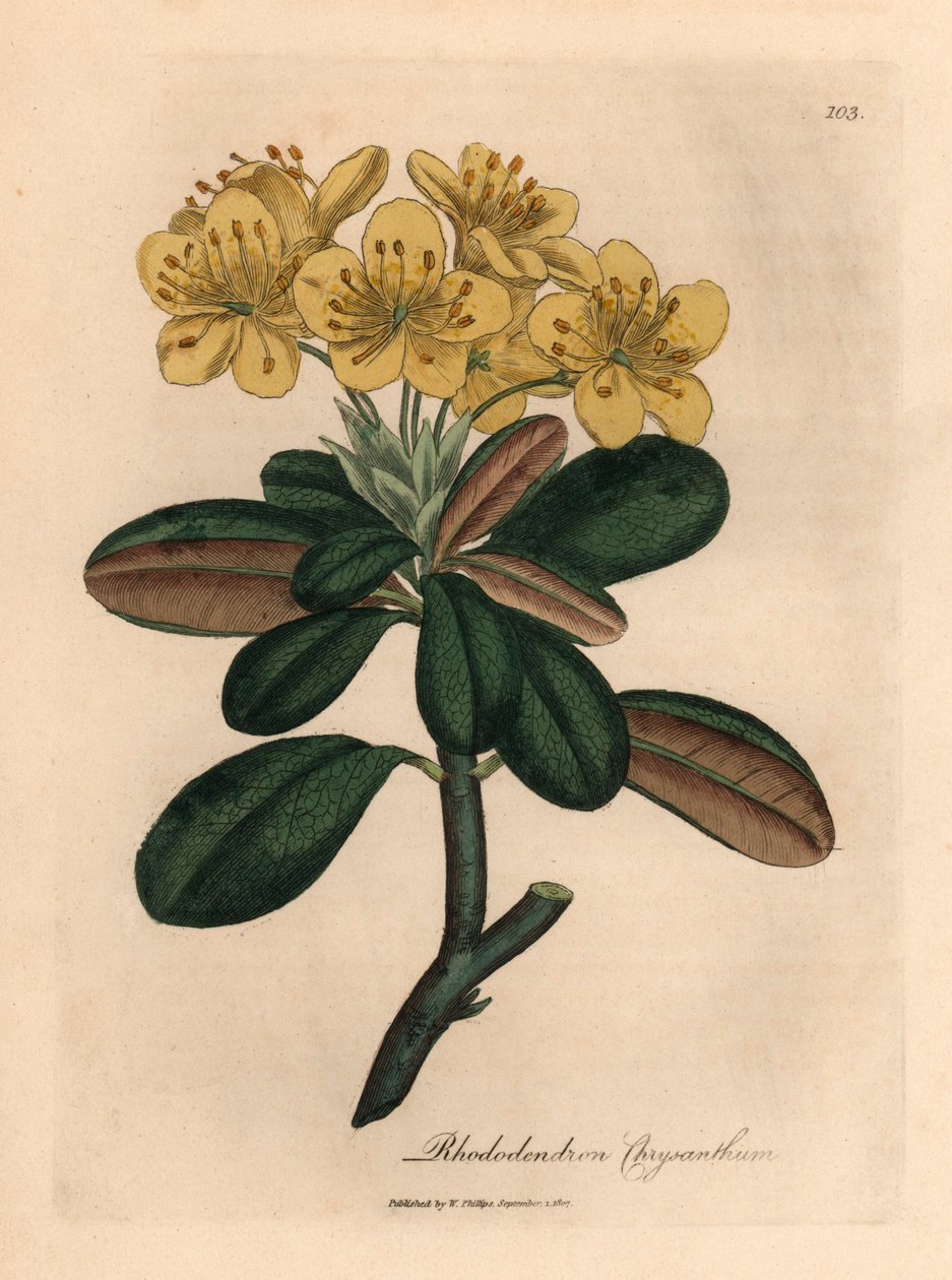 Keltakukkainen rhododendron, Rhododendron chrysanthemum, James Sowerbyn kasvitieteellisestä kuvituksesta William Woodvillestä ja Sir William Jackson Hookerin "Medical Botany" 1832 (käsinvärinen kuparikaiverrus) tekijältä James (after) Sowerby
